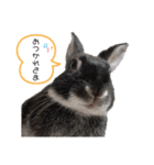 ウサギの小次郎くん（個別スタンプ：7）