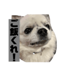 ココぶー（個別スタンプ：1）