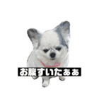 ココぶー（個別スタンプ：2）