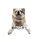 ココぶー（個別スタンプ：5）