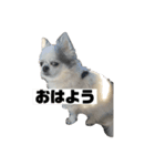 ココぶー（個別スタンプ：7）