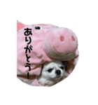ココぶー（個別スタンプ：8）