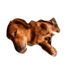 かきぴーちゃん（個別スタンプ：2）