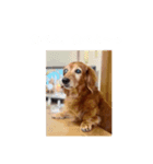 かきぴーちゃん（個別スタンプ：4）