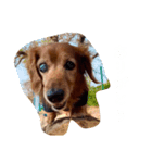 かきぴーちゃん（個別スタンプ：5）