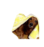 かきぴーちゃん（個別スタンプ：6）