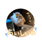 プルプルすたんぷ ナップルちゃん（個別スタンプ：9）