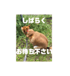 バイスのスタンプ（個別スタンプ：2）