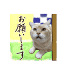 【大人猫】毎日使える気遣いスタンプ 敬語（個別スタンプ：9）