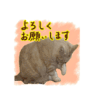 【大人猫】毎日使える気遣いスタンプ 敬語（個別スタンプ：11）