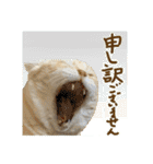 【大人猫】毎日使える気遣いスタンプ 敬語（個別スタンプ：16）