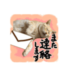 【大人猫】毎日使える気遣いスタンプ 敬語（個別スタンプ：32）