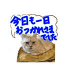 【大人猫】毎日使える気遣いスタンプ 敬語（個別スタンプ：38）