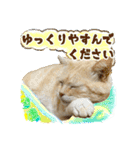 【大人猫】毎日使える気遣いスタンプ 敬語（個別スタンプ：39）