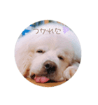トイプーとグレピと猫（個別スタンプ：7）