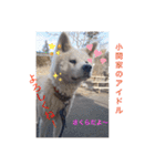 愛犬さくらの心温まる日常スタンプ（個別スタンプ：1）