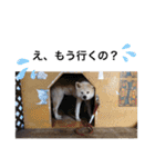 愛犬さくらの心温まる日常スタンプ（個別スタンプ：2）