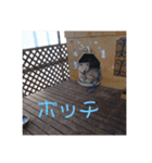 愛犬さくらの心温まる日常スタンプ（個別スタンプ：3）