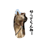 愛犬さくらの心温まる日常スタンプ（個別スタンプ：4）