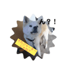 愛犬さくらの心温まる日常スタンプ（個別スタンプ：7）