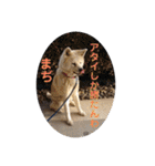 愛犬さくらの心温まる日常スタンプ（個別スタンプ：9）