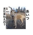 愛犬さくらの心温まる日常スタンプ（個別スタンプ：10）