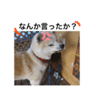 愛犬さくらの心温まる日常スタンプ（個別スタンプ：11）