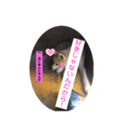 愛犬さくらの心温まる日常スタンプ（個別スタンプ：12）