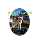 愛犬さくらの心温まる日常スタンプ（個別スタンプ：13）