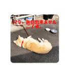 愛犬さくらの心温まる日常スタンプ（個別スタンプ：17）