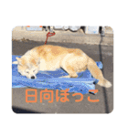 愛犬さくらの心温まる日常スタンプ（個別スタンプ：18）