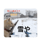 愛犬さくらの心温まる日常スタンプ（個別スタンプ：19）