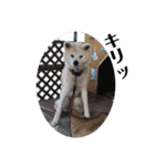 愛犬さくらの心温まる日常スタンプ（個別スタンプ：22）