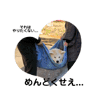 愛犬さくらの心温まる日常スタンプ（個別スタンプ：23）