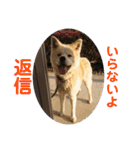 愛犬さくらの心温まる日常スタンプ（個別スタンプ：27）