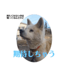 愛犬さくらの心温まる日常スタンプ（個別スタンプ：28）