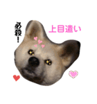 愛犬さくらの心温まる日常スタンプ（個別スタンプ：29）