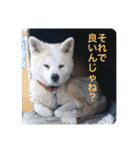 愛犬さくらの心温まる日常スタンプ（個別スタンプ：30）
