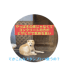 愛犬さくらの心温まる日常スタンプ（個別スタンプ：31）
