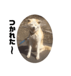 愛犬さくらの心温まる日常スタンプ（個別スタンプ：32）