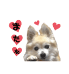 今日も元気なりんちゃん（個別スタンプ：5）