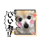 今日も元気なりんちゃん（個別スタンプ：14）