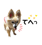 今日も元気なりんちゃん（個別スタンプ：24）