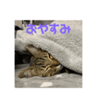 モカカモスタンプ（個別スタンプ：1）