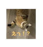 モカカモスタンプ（個別スタンプ：2）