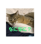 モカカモスタンプ（個別スタンプ：6）