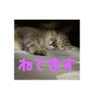 モカカモスタンプ（個別スタンプ：7）