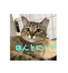 モカカモスタンプ（個別スタンプ：11）