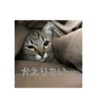 モカカモスタンプ（個別スタンプ：12）