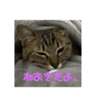 モカカモスタンプ（個別スタンプ：13）